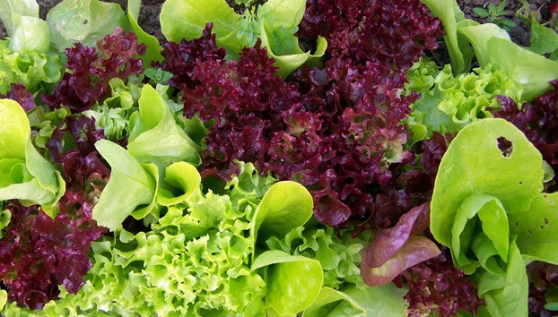Товароведение овощей. Салатно-шпинатные овощи